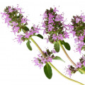 Xô Thơm (Clary Sage)